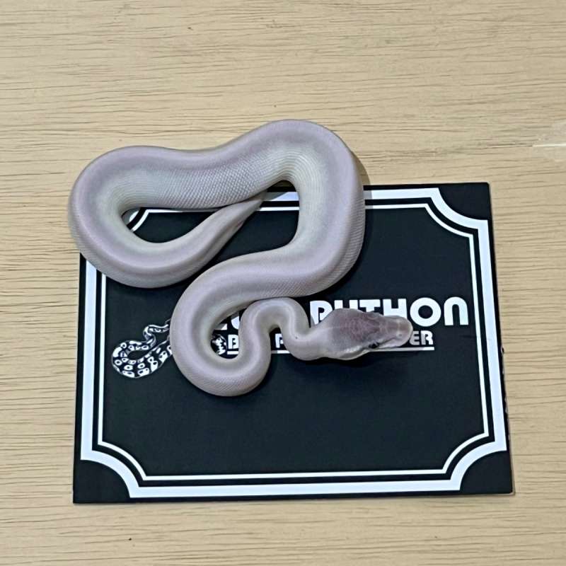 Super Mojave Ball Python [2025030301]
