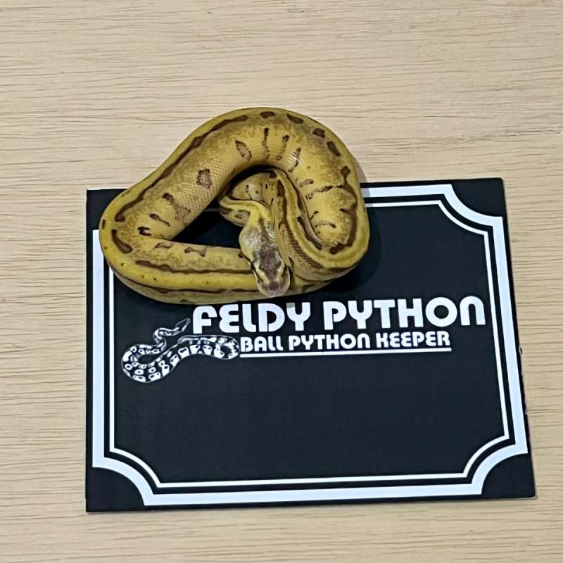 Enchi Leopard Lemonblast Ball Python [2025040101]
