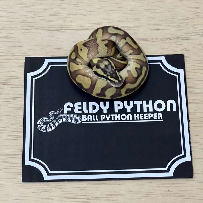 Enchi Leopard Pastave Ball Python [2025040210]
