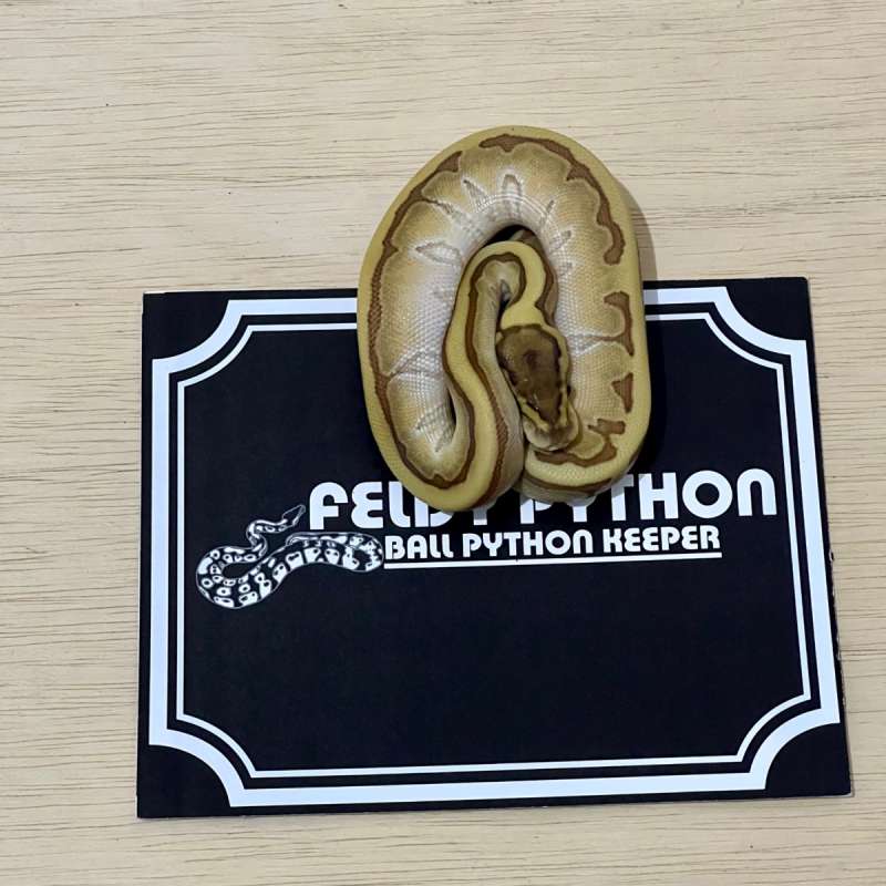 Enchi Leopard Pinstripe Ball Python [2025040701]