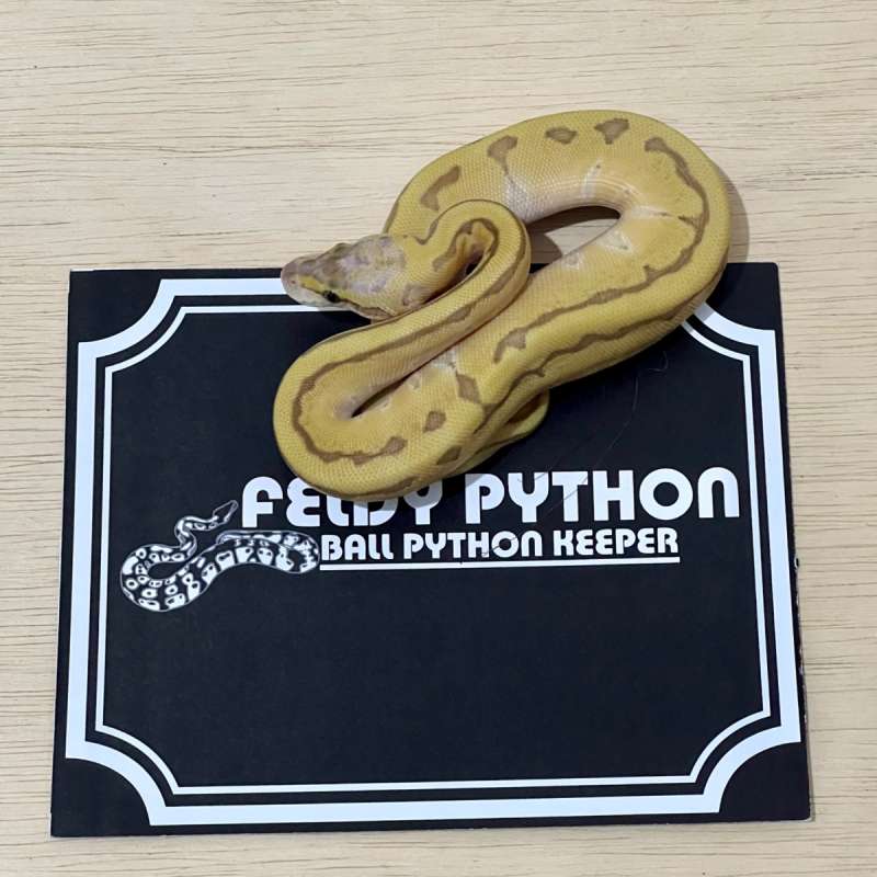 Mochi Lemonblast Ball Python [2025040901]