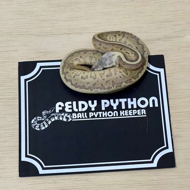Leopard Pastaveblast Ball Python [2025041001]