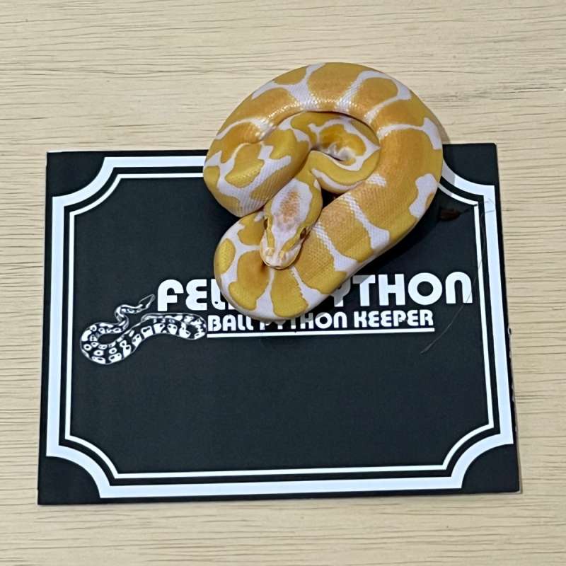 Lavender Ball Python [2025050310]