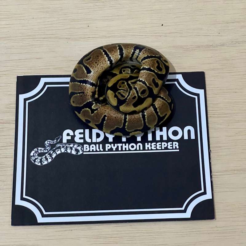 het Lavender Ball Python [2025050910]