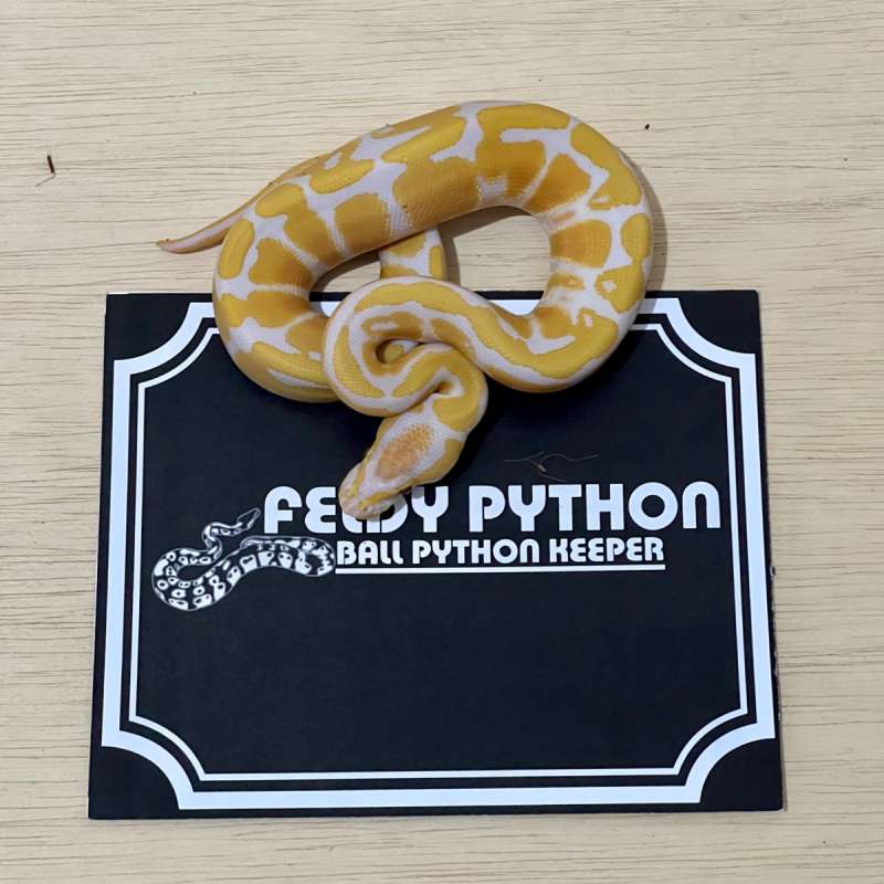 Lavender Ball Python [2025051210]