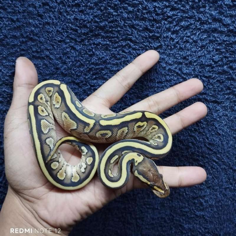 M. Butter het clown (1)