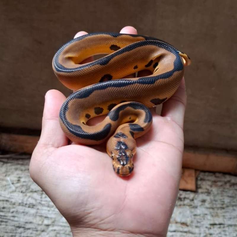 M.enchi leopard clown