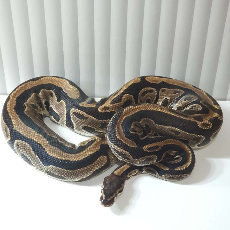 LEOPARD DOUBLE HET AXANTHIC PIED (TSK) Prooven