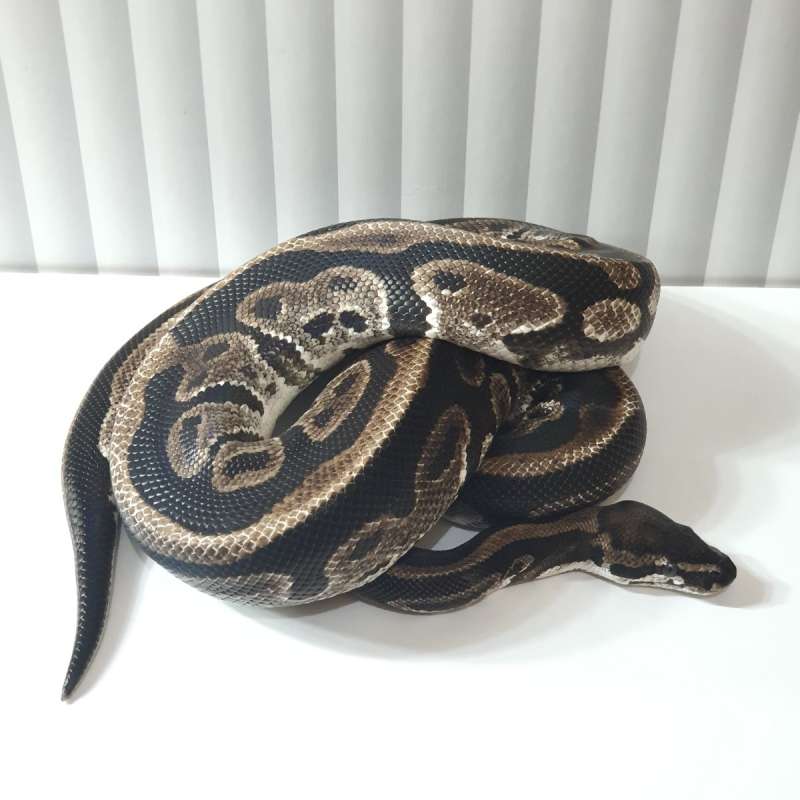 LEOPARD AXANTHIC Posshet PIED (TSK)