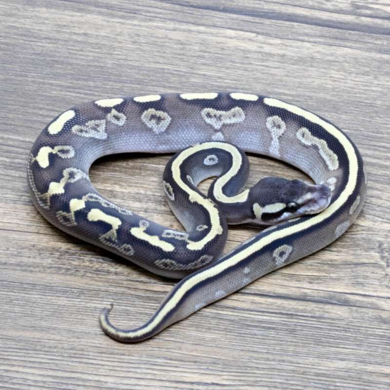 GHI MOJAVE HET PIED HET HYPO (MOTIF UNIK)