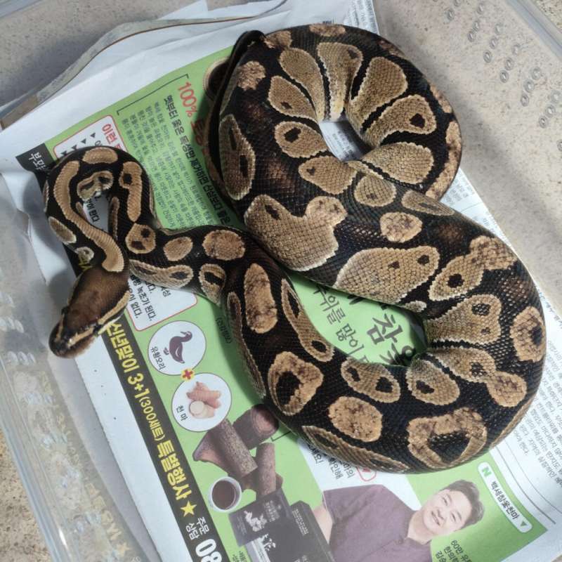 Female proven het desert ghost