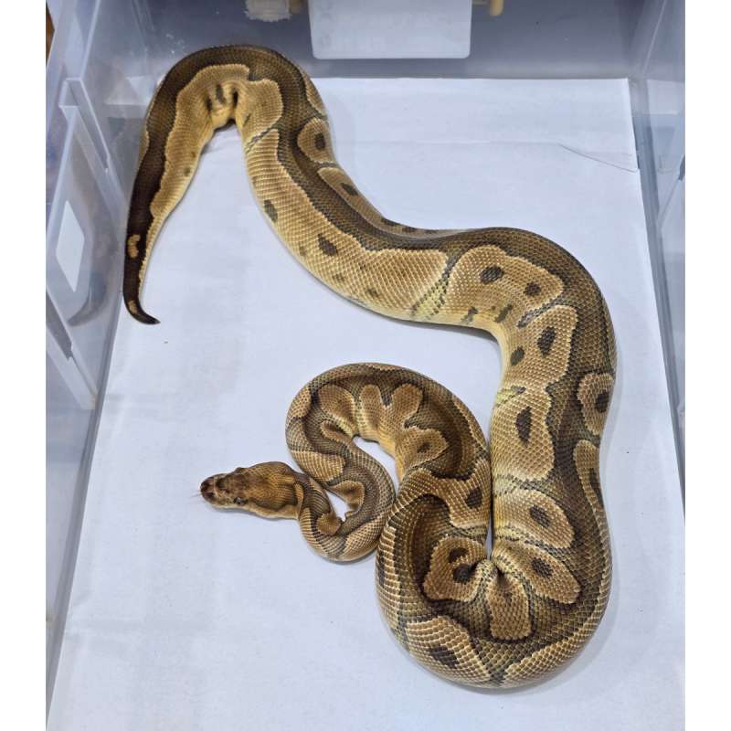 F Clown [Breeding Size] 1.3kg