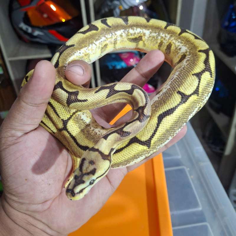 F. Spider Orange Dream DH Pied Clown