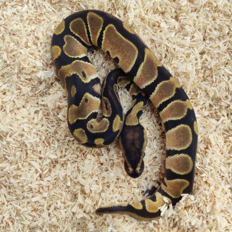 orangedream het clown