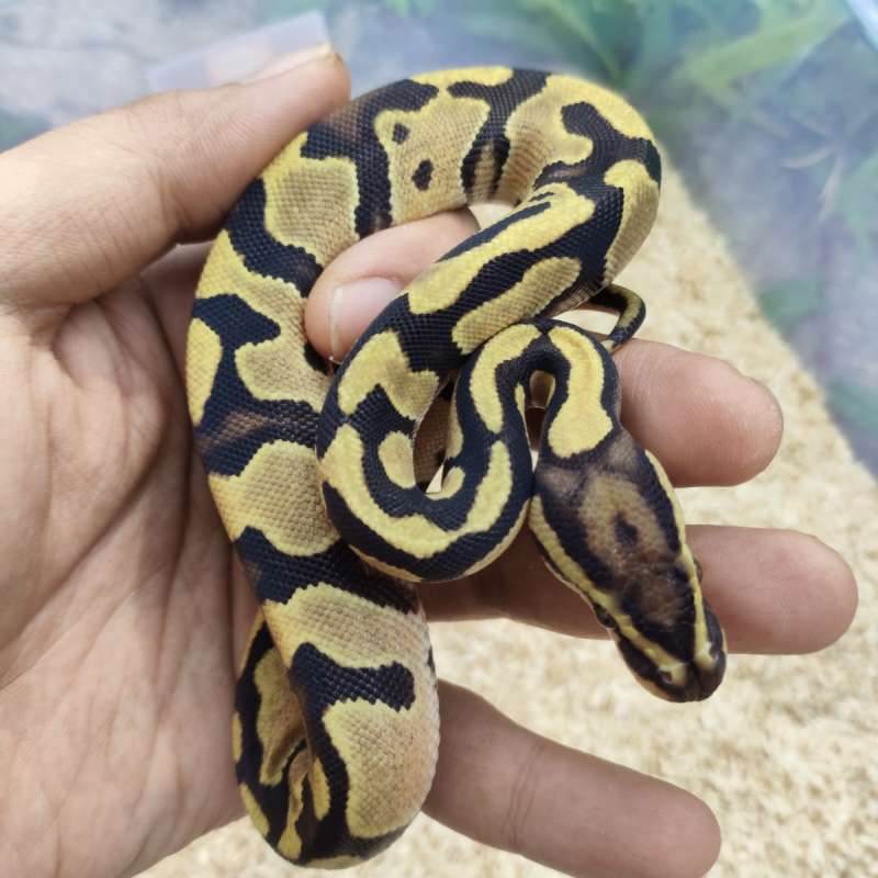 Fire orangedream het clown