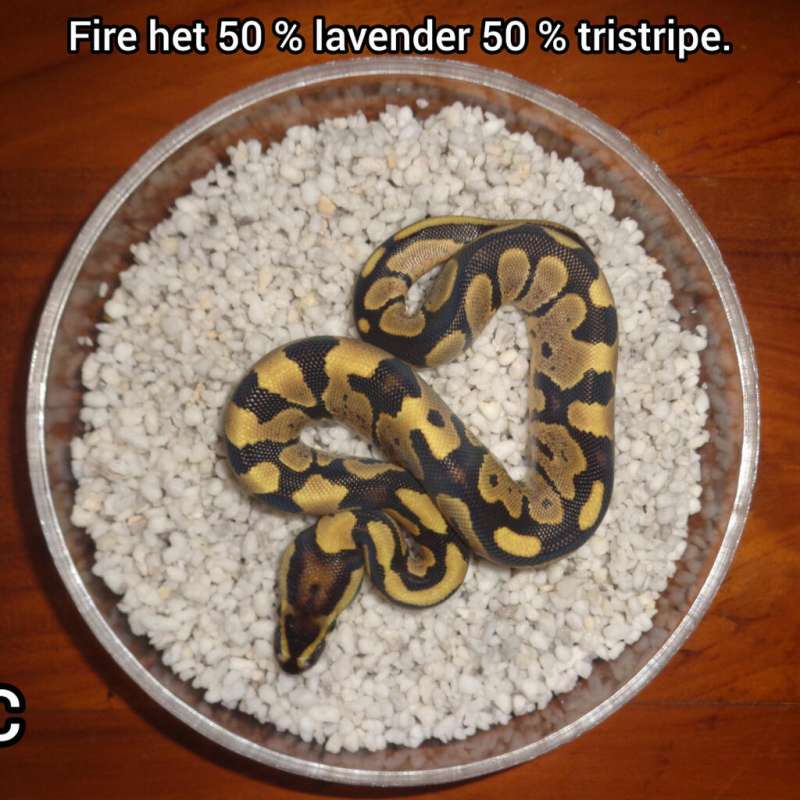 Fire 50 % het lavender 50 % het tristripe