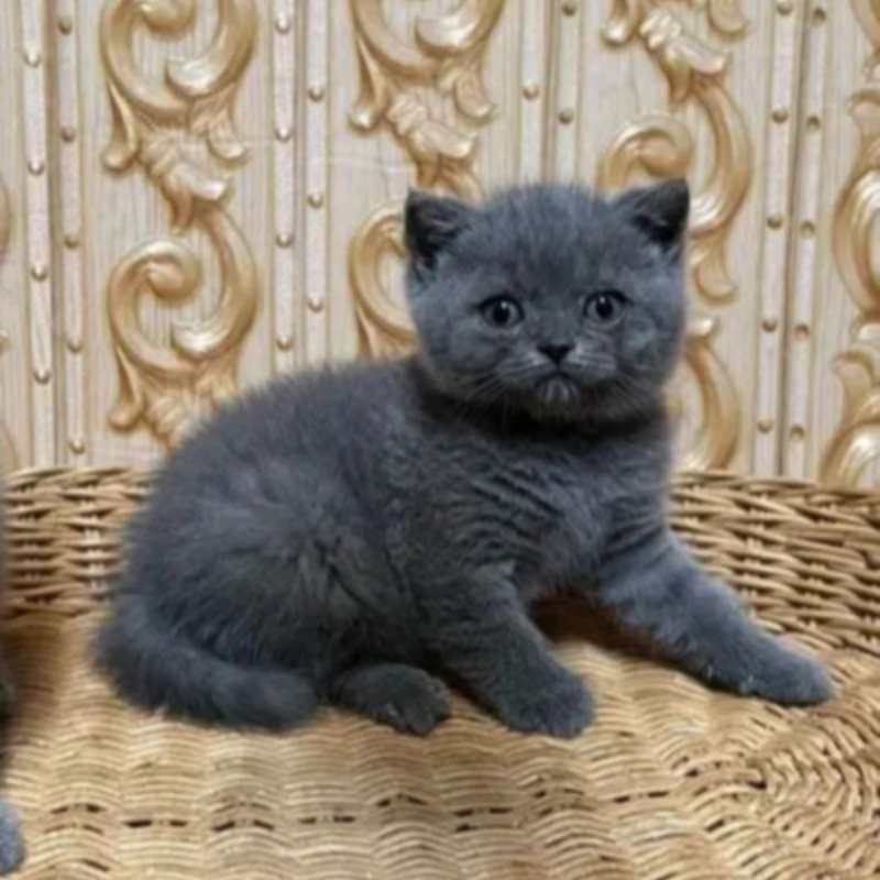 Kucing kitten British shorthair bluesolid male