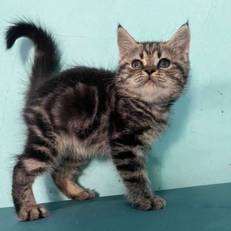 Kucing kitten British shorthair Marble classic