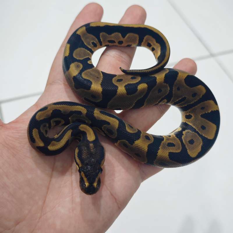 Leopard Het DG 66% Het Crypton