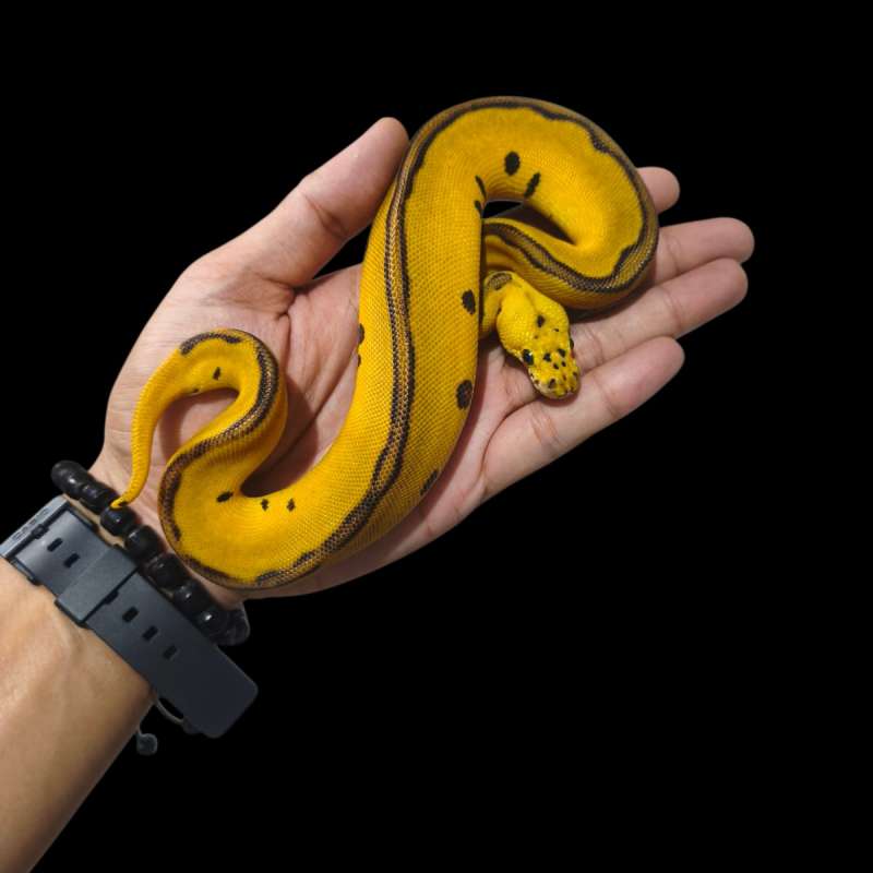 Male Leo Enchi Pastel Pos RS CLown