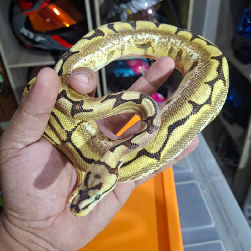 F. Spider Orange Dream Het Pied PH Clown