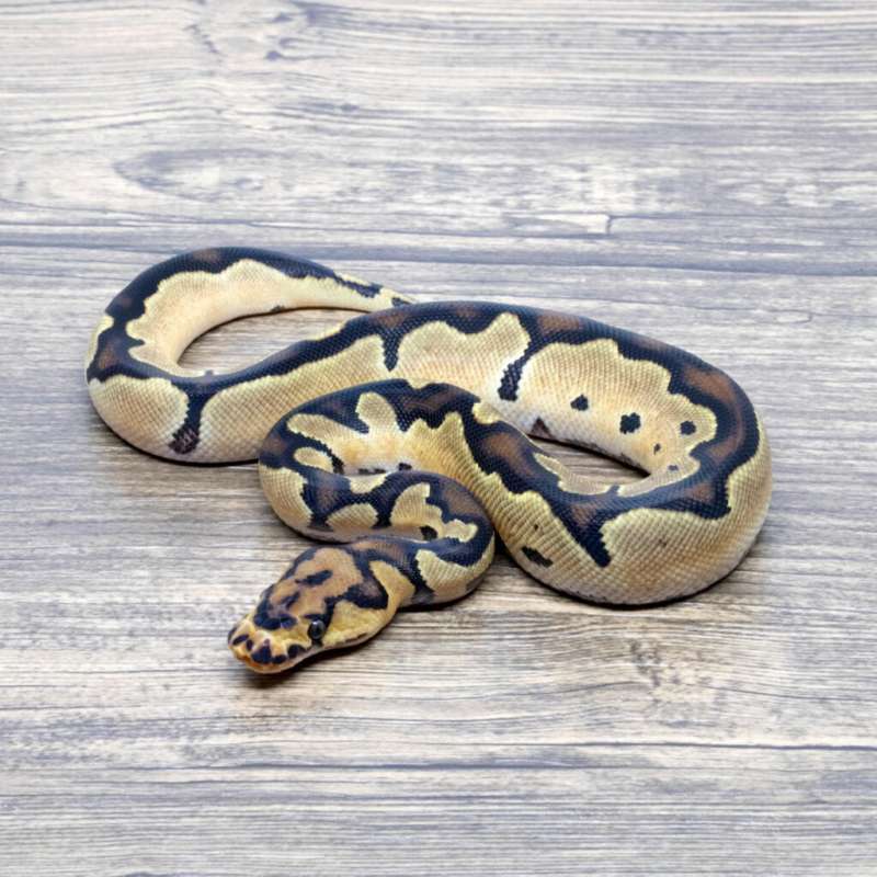 SUPER ORANGE DREAM CLOWN 66% HET PIED PH DG