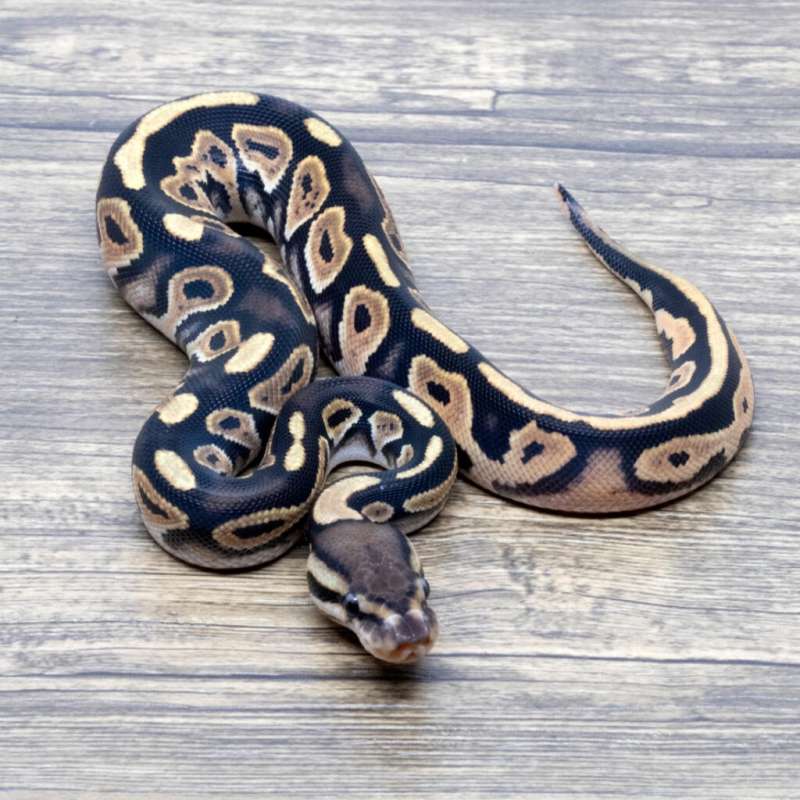 BLACK PASTEL ORANGE DREAM 66% DH PIED CLOWN PH DG