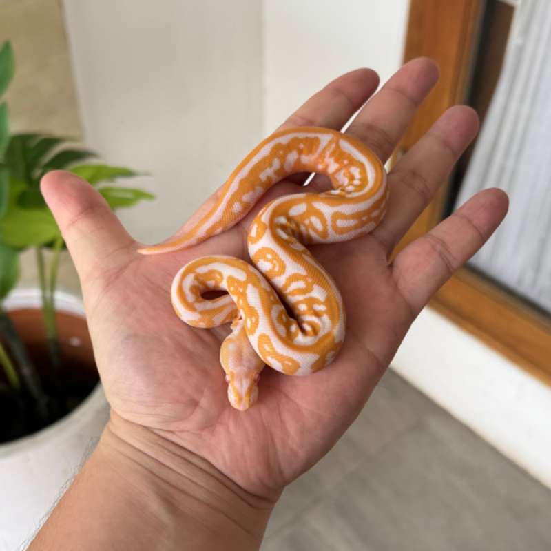 Black Pastel Leopard Toffino ph Pied M