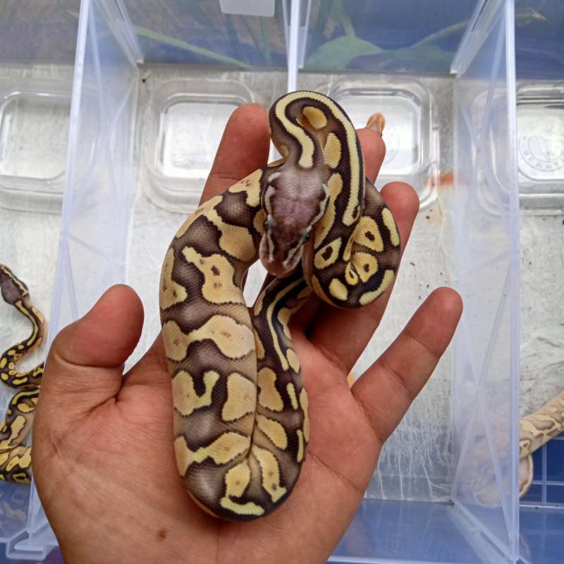 Lesser Pastel Possible Yellow Belly