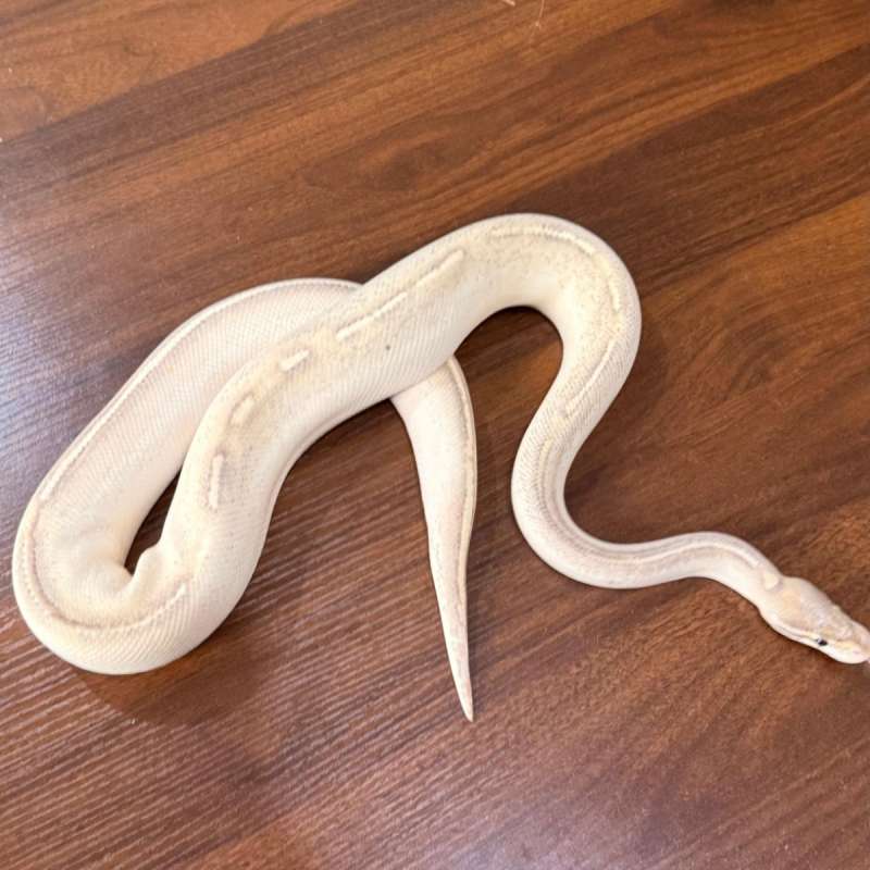 Ball Python Highway