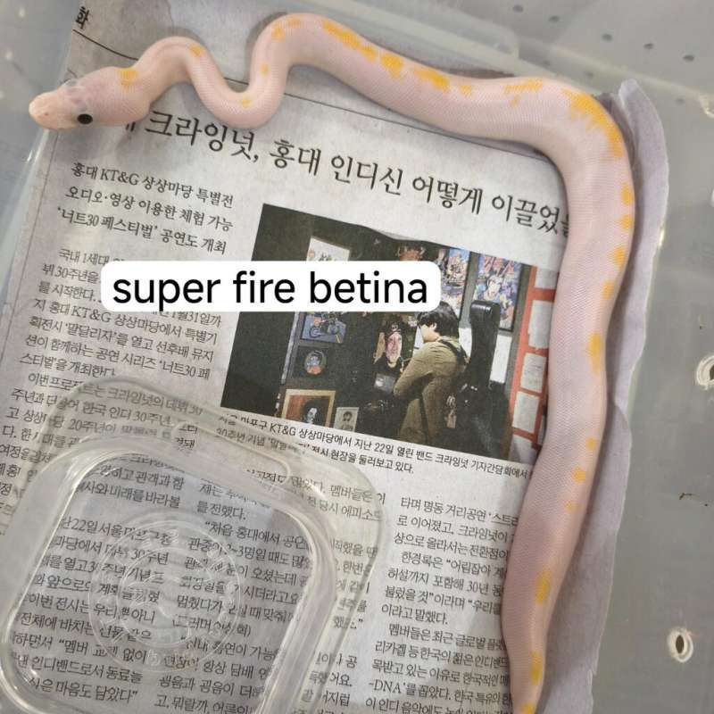 Super Fire pos od yb enchi pins