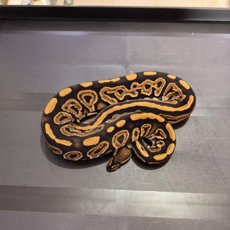 1.0 Black Pastel Het Pied