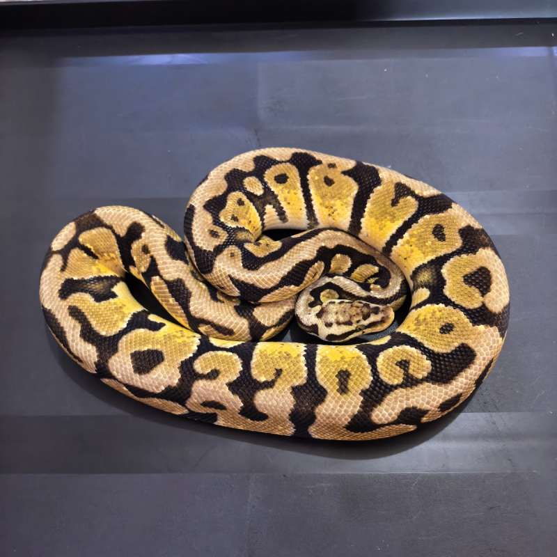 1.0 Pastel Enchi Spotnose Het Clown