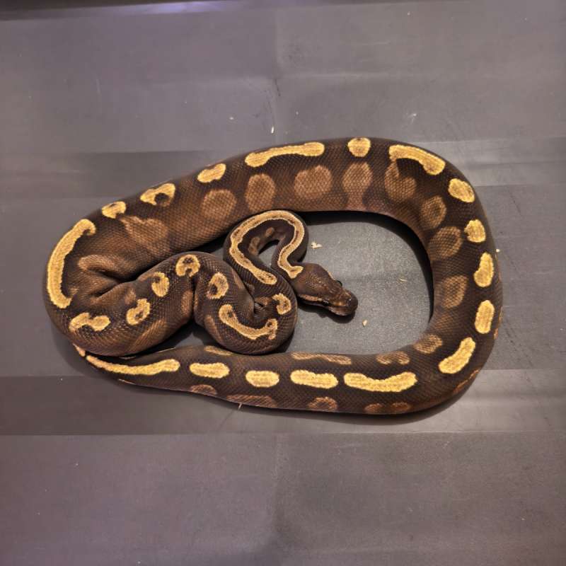 0.1 GHI Mojave