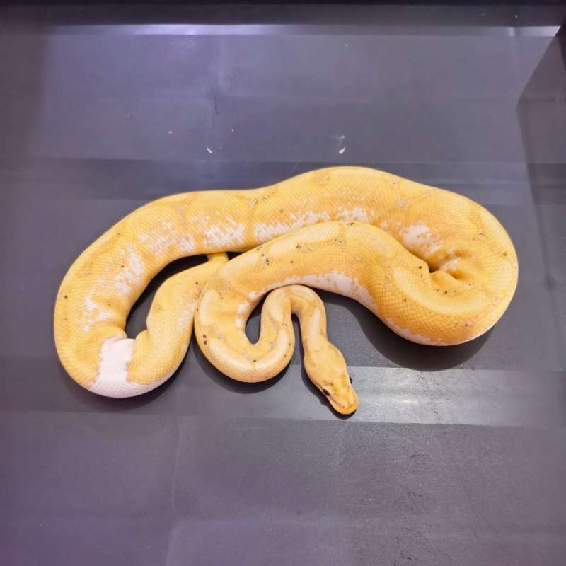 1.0. Banana Spider Het Pied