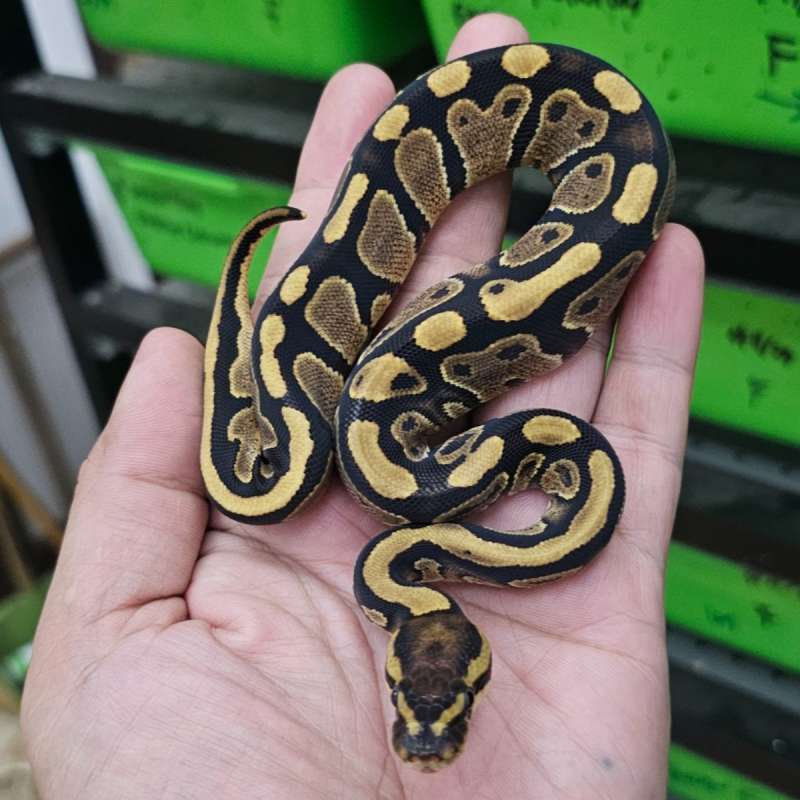 FIRE HET PIED POSS HET LAVENDER