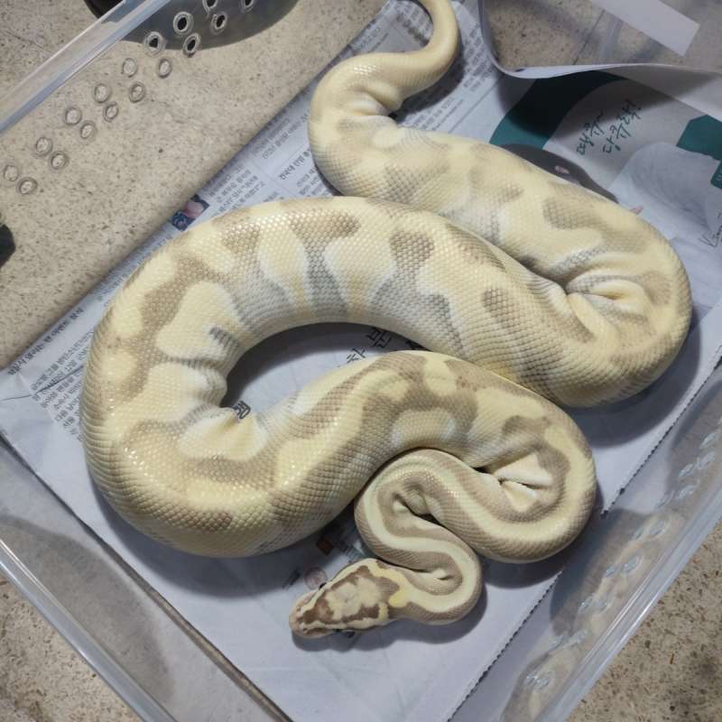 Desert ghost pastel enchi lesser