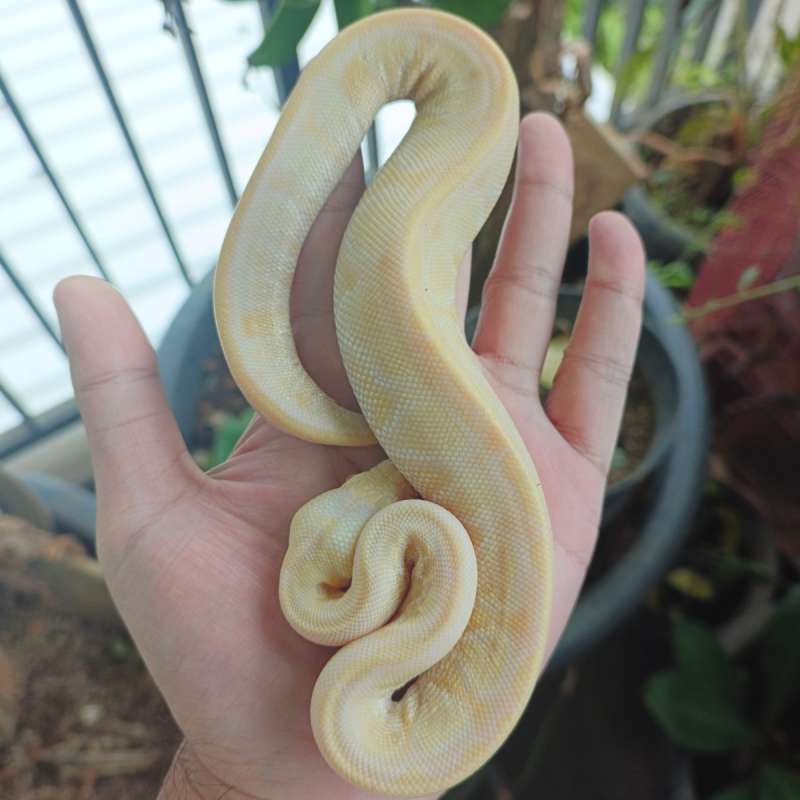 Lesser Pastel Albino Het Clown