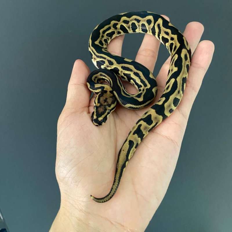 M - Leopard Spotnose het Clown