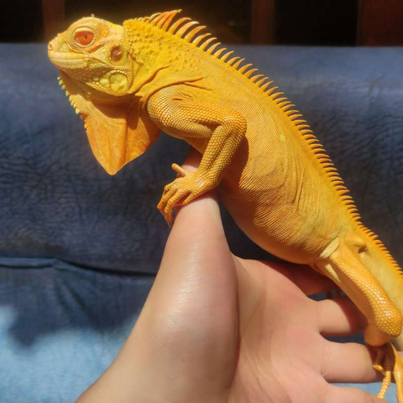Red Albino Iguana