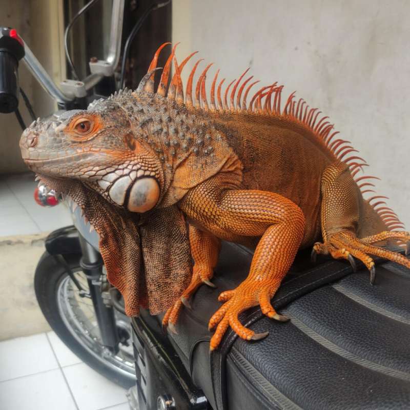 Iguana Red Pedas Jumbo