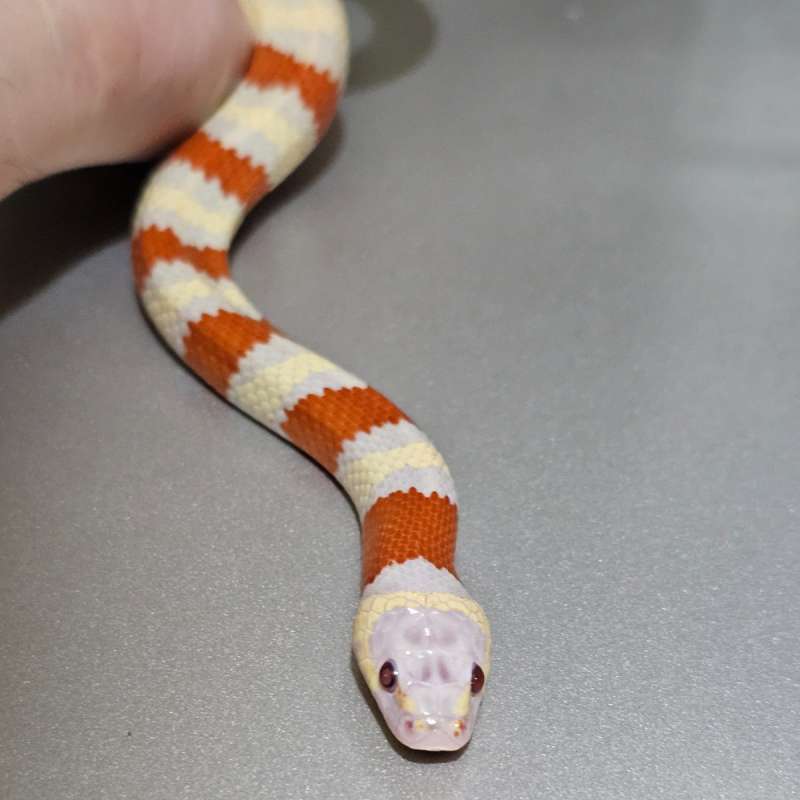 [Adult] Mountain ks Ruthveni Albino