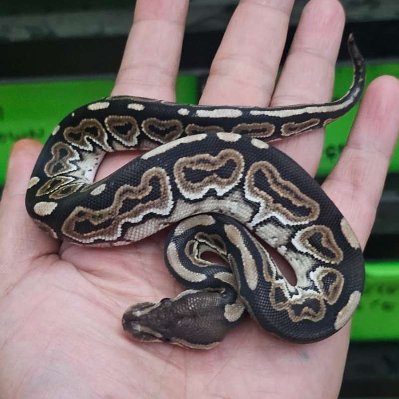 CINNAMON HET CLOWN