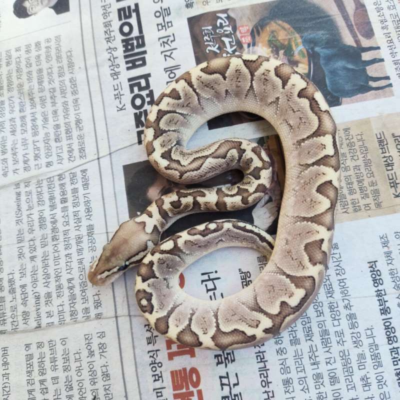 Bamboo pastel het hypo