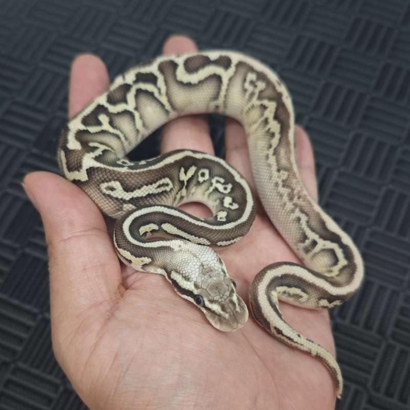 Leo Pastel Lesser pos YB Het Clown