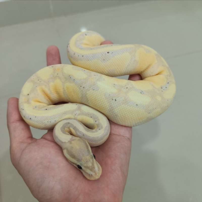 Ballpython banana leopard fire yellowbelly