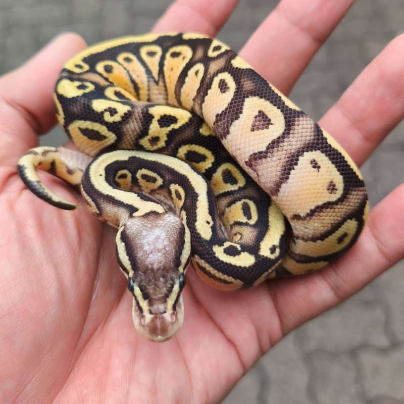 Ball Python Pastel Mojave YB Enchi poss het DG