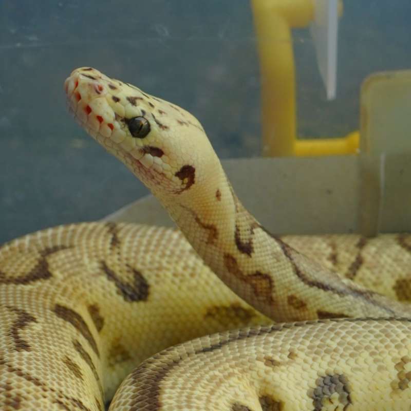 Firefly Clown Ballpython
