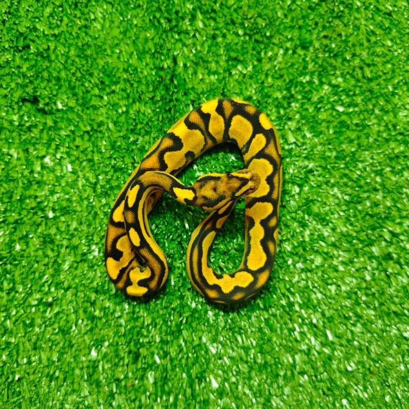 orange dream yellow belly