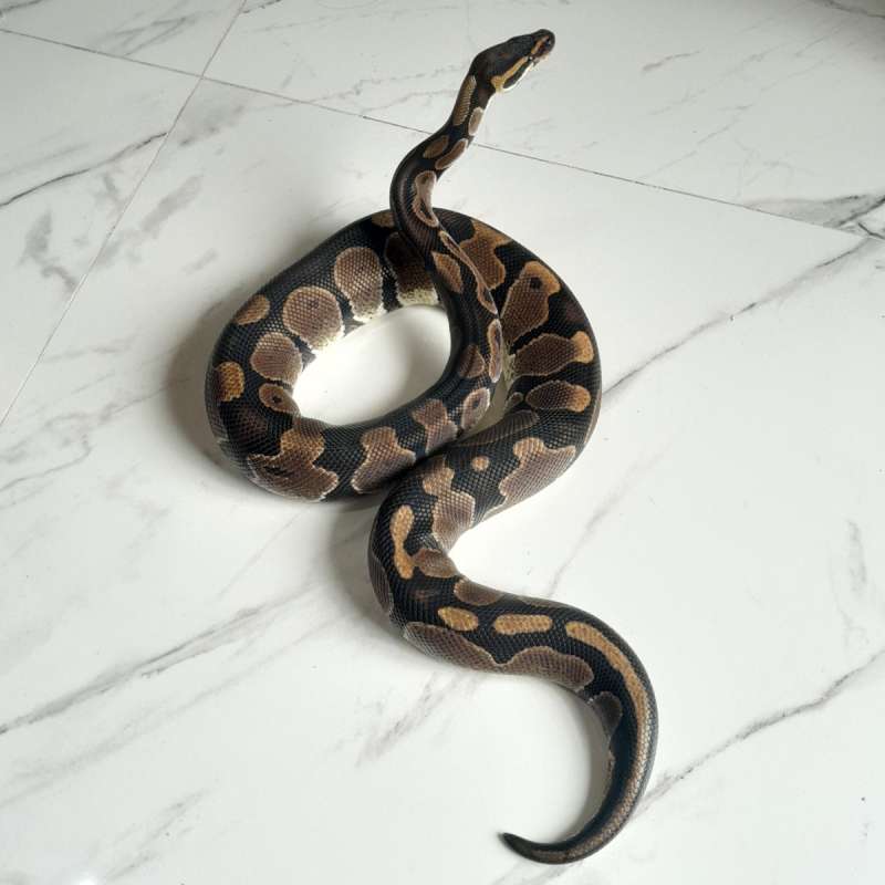 M NORMAL HET PIED (Adult) >1,4KG